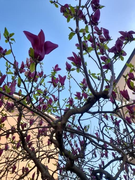 Casa Magnolia, Tranquilla E Centrale Διαμέρισμα Νικελίνο Εξωτερικό φωτογραφία